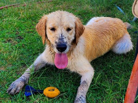 Macie, a rescue dog through IDGRR