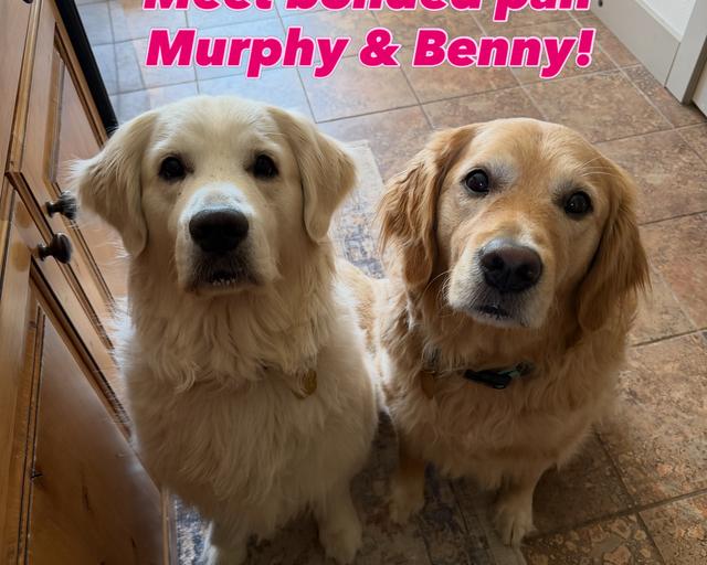 Benny, a rescue dog through IDGRR
