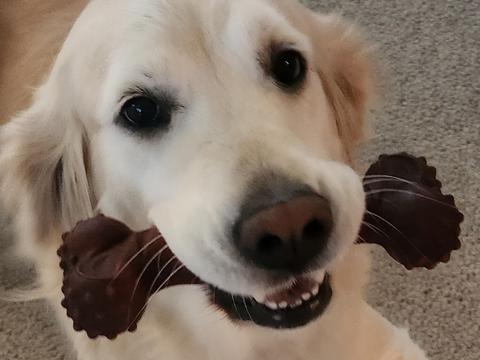 Macie, a rescue dog through IDGRR