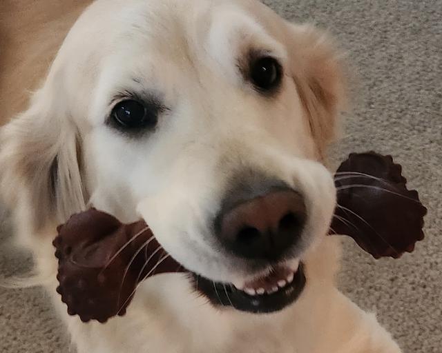 Macie, a rescue dog through IDGRR