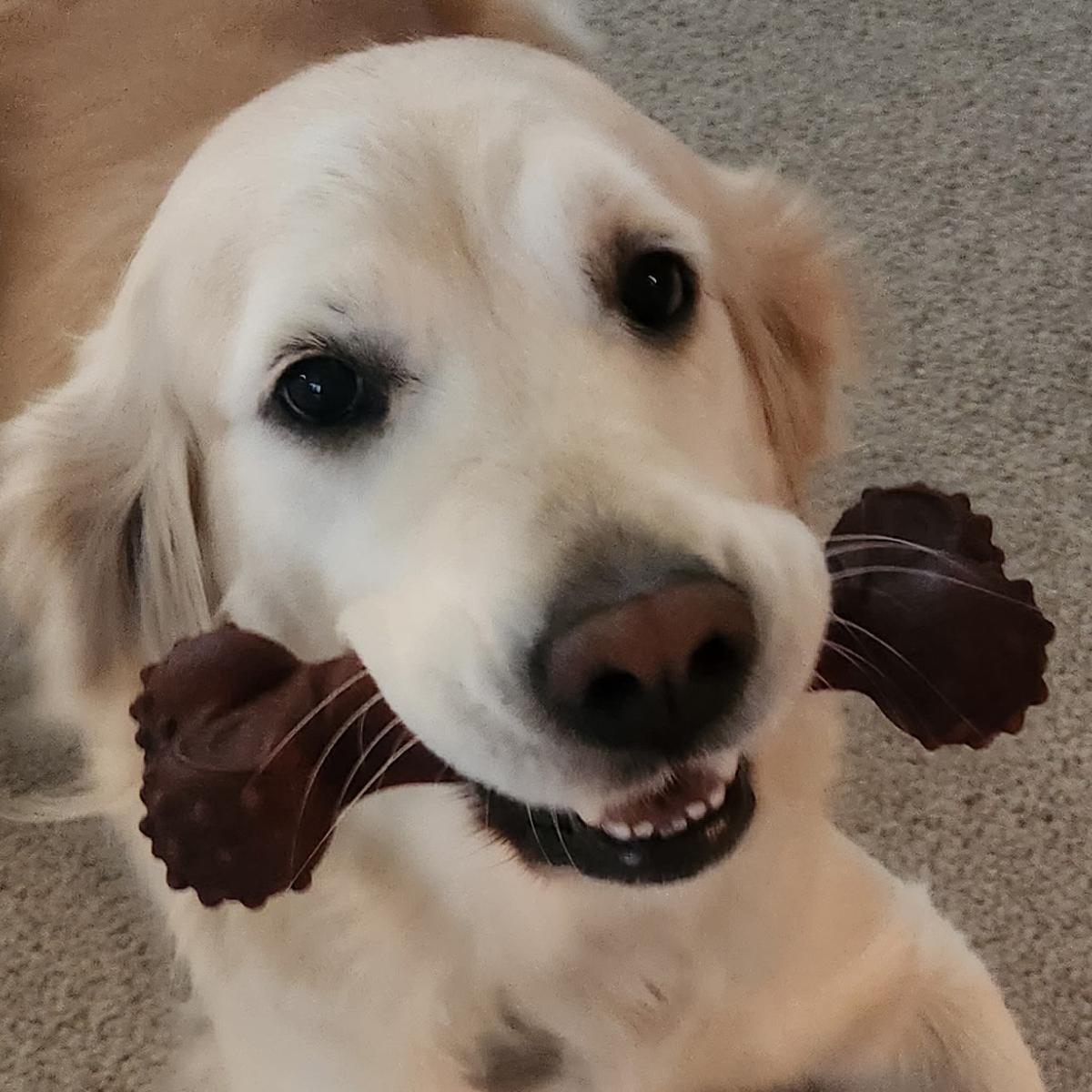 Macie, a rescue dog through IDGRR