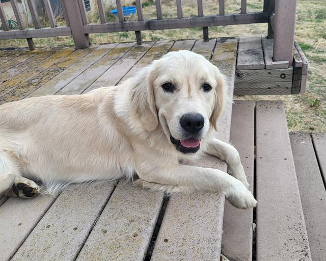 Iris, a rescue dog through IDGRR