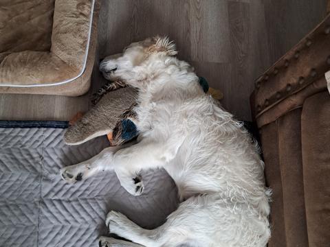 Olive, a rescue dog through IDGRR