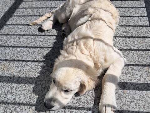 Olive, a rescue dog through IDGRR