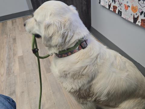 Maisie, a rescue dog through IDGRR