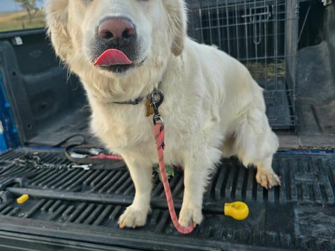 Maisie, a rescue dog through IDGRR