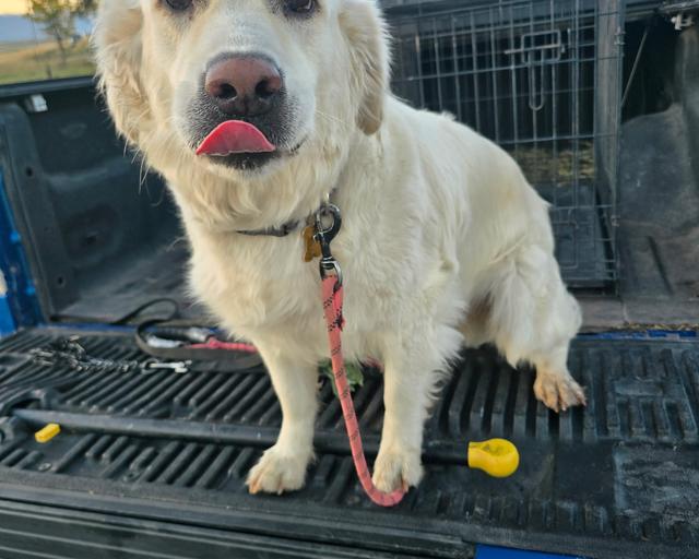 Maisie, a rescue dog through IDGRR