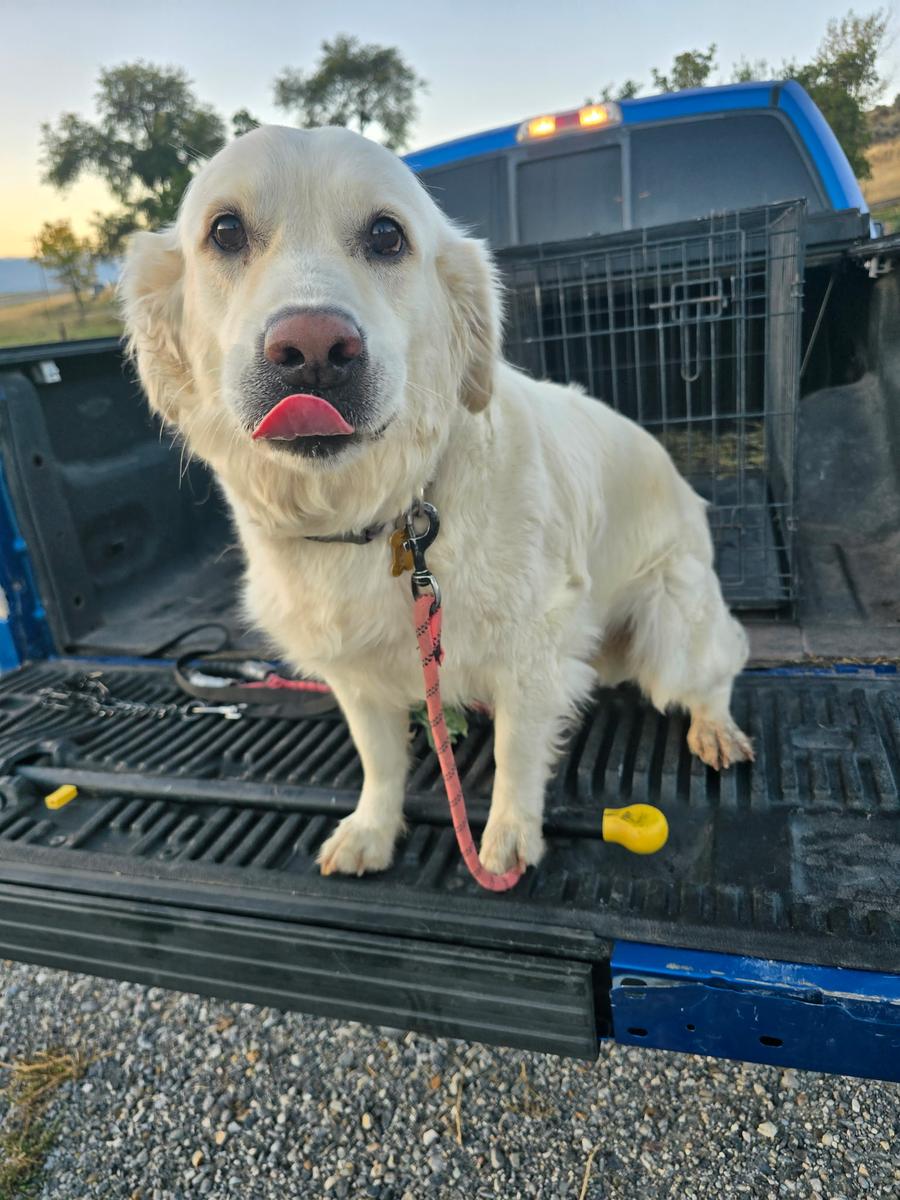 Maisie, a rescue dog through IDGRR