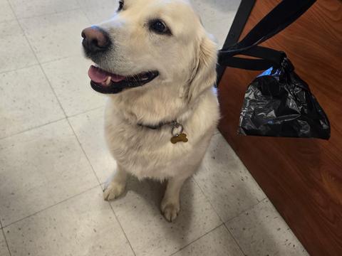 Maisie, a rescue dog through IDGRR