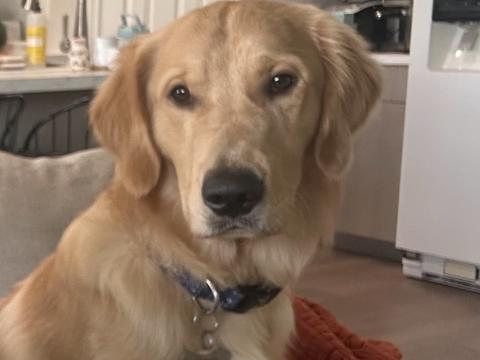 Hunter, a rescue dog through IDGRR