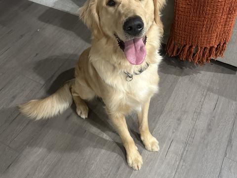 Hunter, a rescue dog through IDGRR