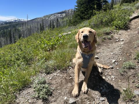 Hunter, a rescue dog through IDGRR