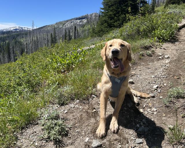 Hunter, a rescue dog through IDGRR
