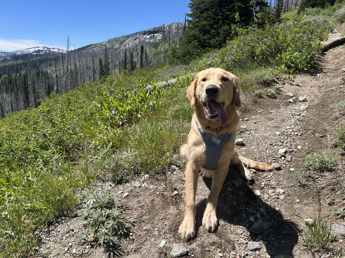 Hunter, a rescue dog through IDGRR