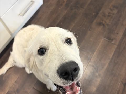 Olive, a rescue dog through IDGRR