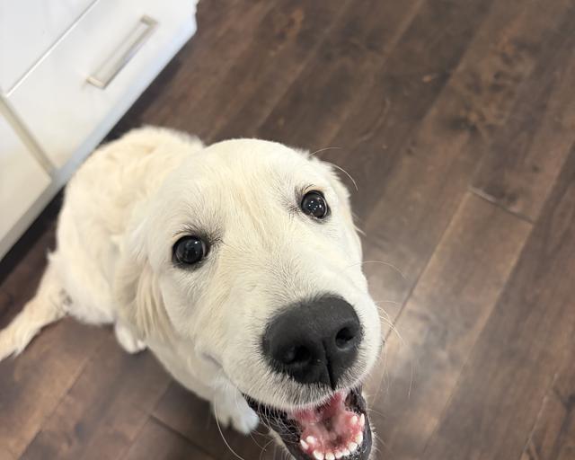 Olive, a rescue dog through IDGRR