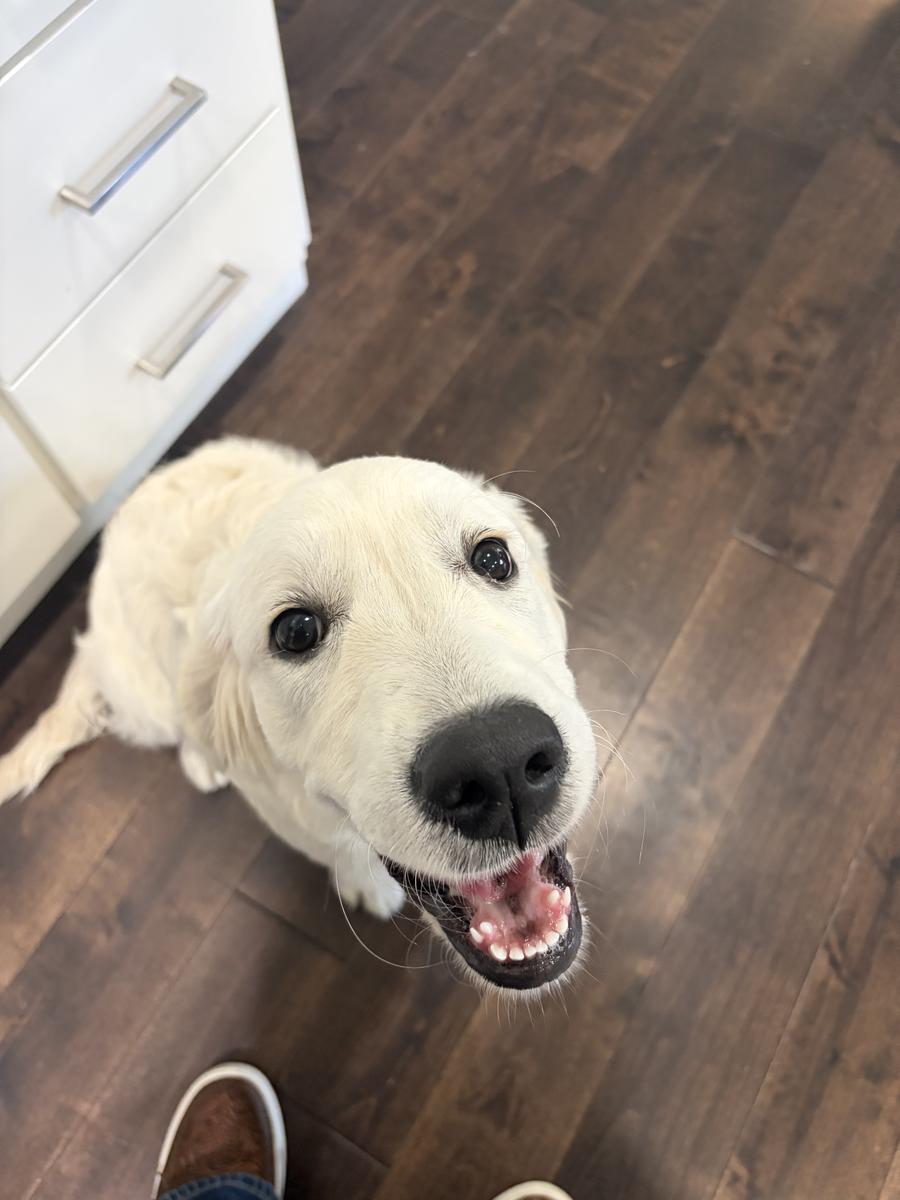 Olive, a rescue dog through IDGRR