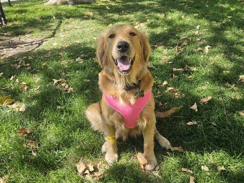 Rosie-Our Miracle Golden Girl, a rescue dog through IDGRR
