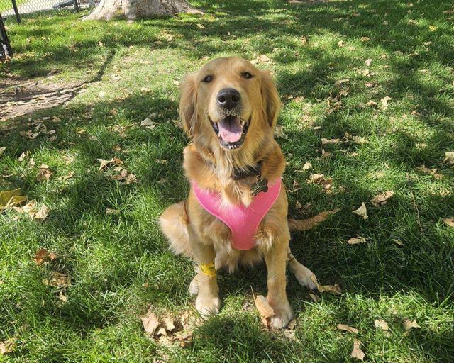 Rosie-Our Miracle Golden Girl, a rescue dog through IDGRR