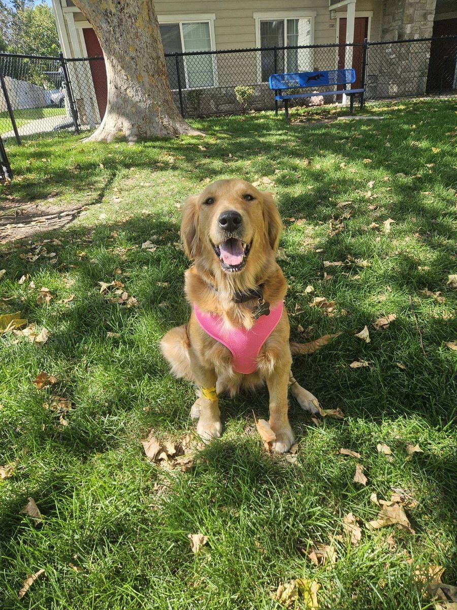 Rosie-Our Miracle Golden Girl, a rescue dog through IDGRR