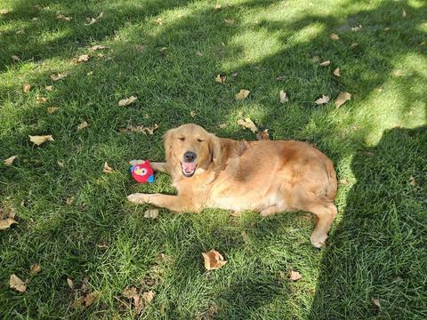 Rosie-Our Miracle Golden Girl, a rescue dog through IDGRR