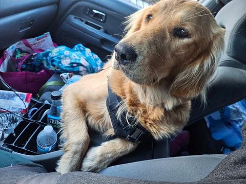 Rosie-Our Miracle Golden Girl, a rescue dog through IDGRR