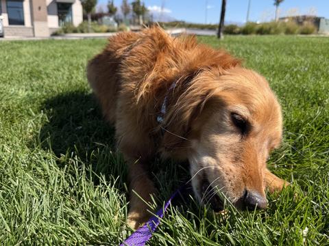 Millie, a rescue dog through IDGRR