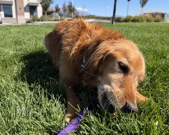 Millie, a rescue dog through IDGRR