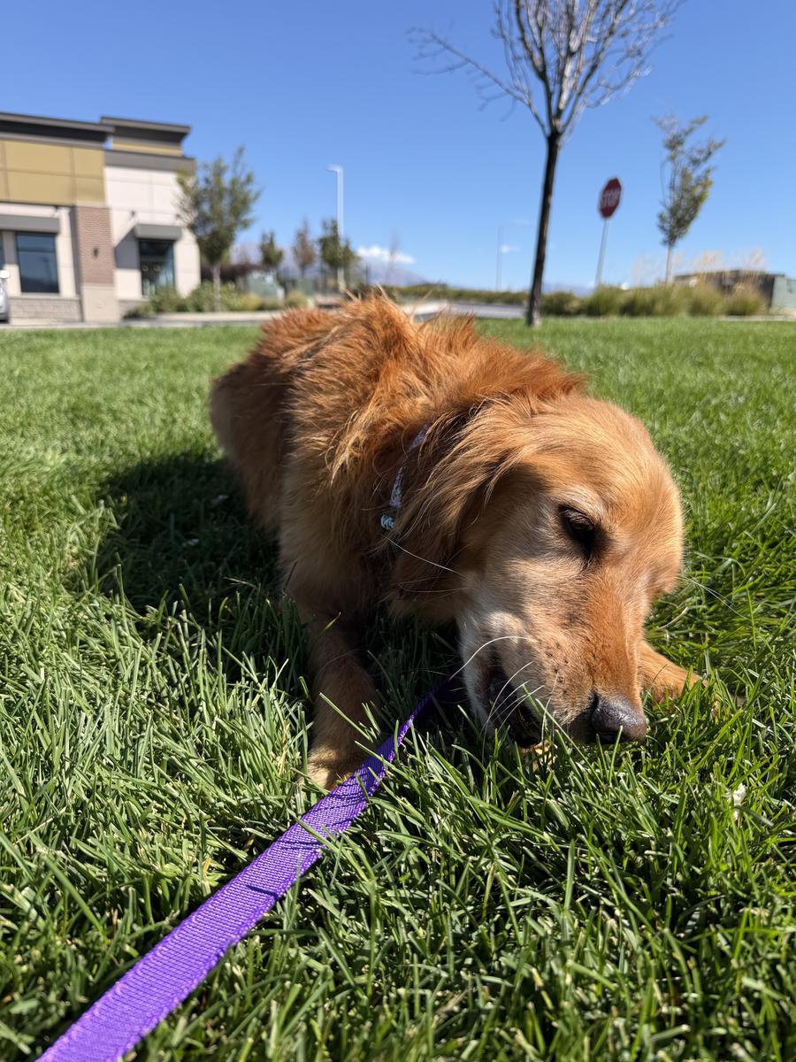 Millie, a rescue dog through IDGRR