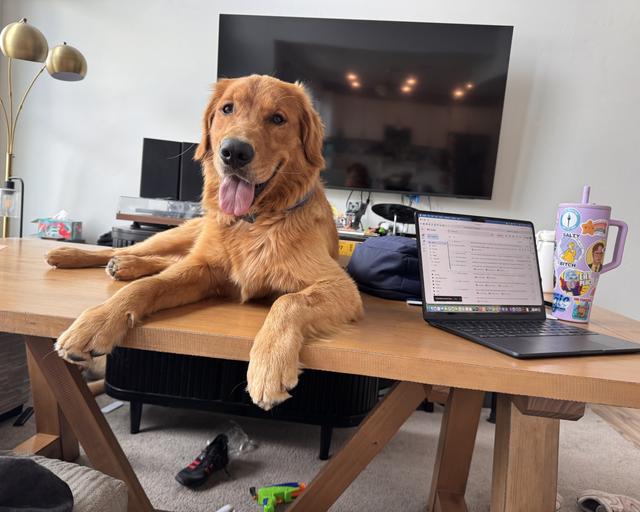 Milo, a rescue dog through IDGRR