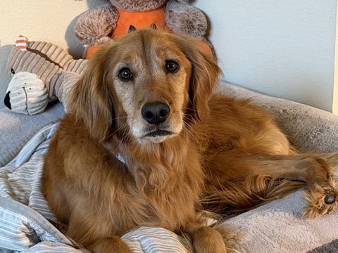 Millie, a rescue dog through IDGRR