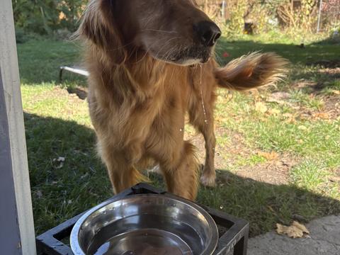 Millie, a rescue dog through IDGRR