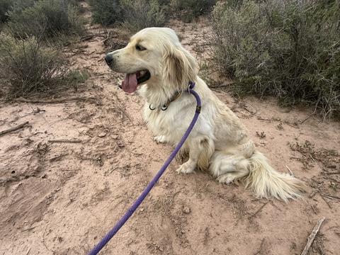 Ivory, a rescue dog through IDGRR