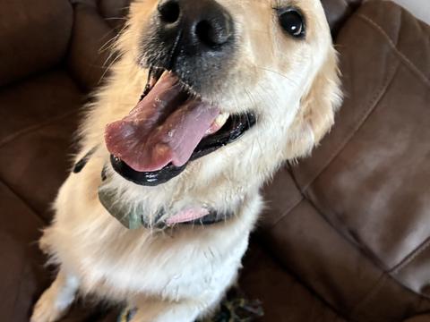 Ivory, a rescue dog through IDGRR