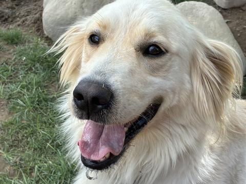 Ivory, a rescue dog through IDGRR