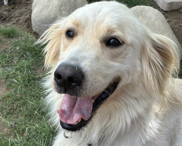 Ivory, a rescue dog through IDGRR