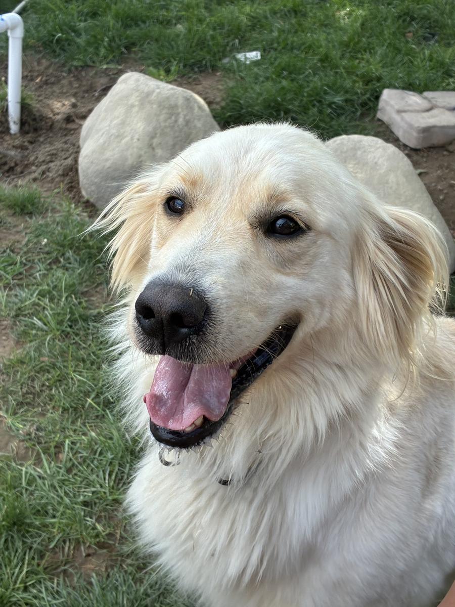 Ivory, a rescue dog through IDGRR