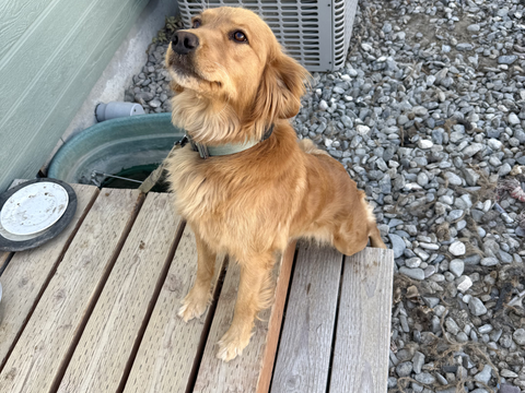 Annie, a rescue dog through IDGRR