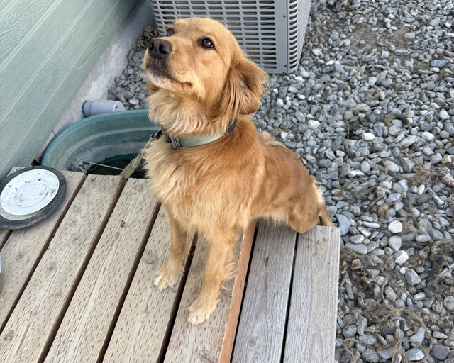 Annie, a rescue dog through IDGRR