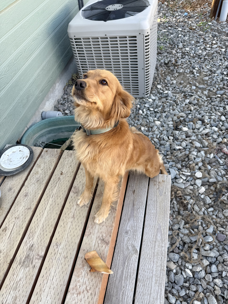 Annie, a rescue dog through IDGRR