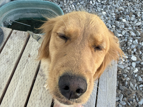 Annie, a rescue dog through IDGRR