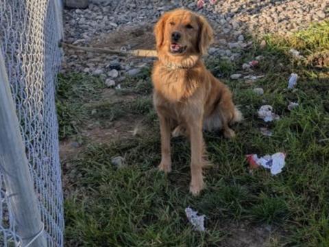 Annie, a rescue dog through IDGRR