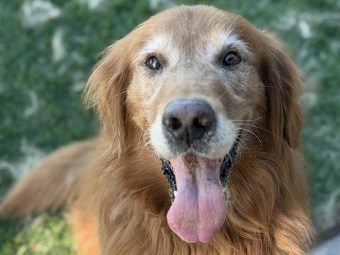 Maui, a rescue dog through IDGRR