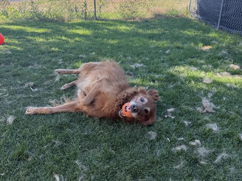 Maui, a rescue dog through IDGRR