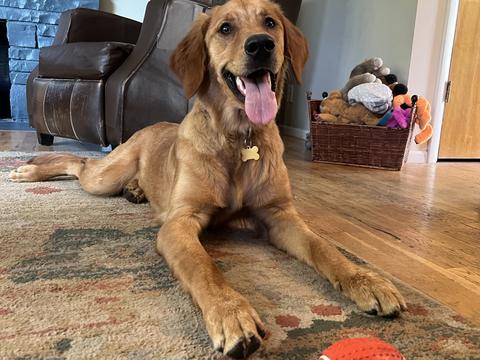 Iris, a rescue dog through IDGRR