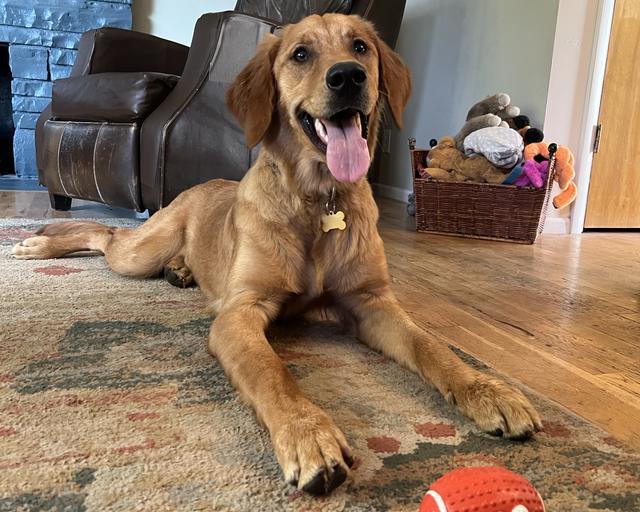 Iris, a rescue dog through IDGRR