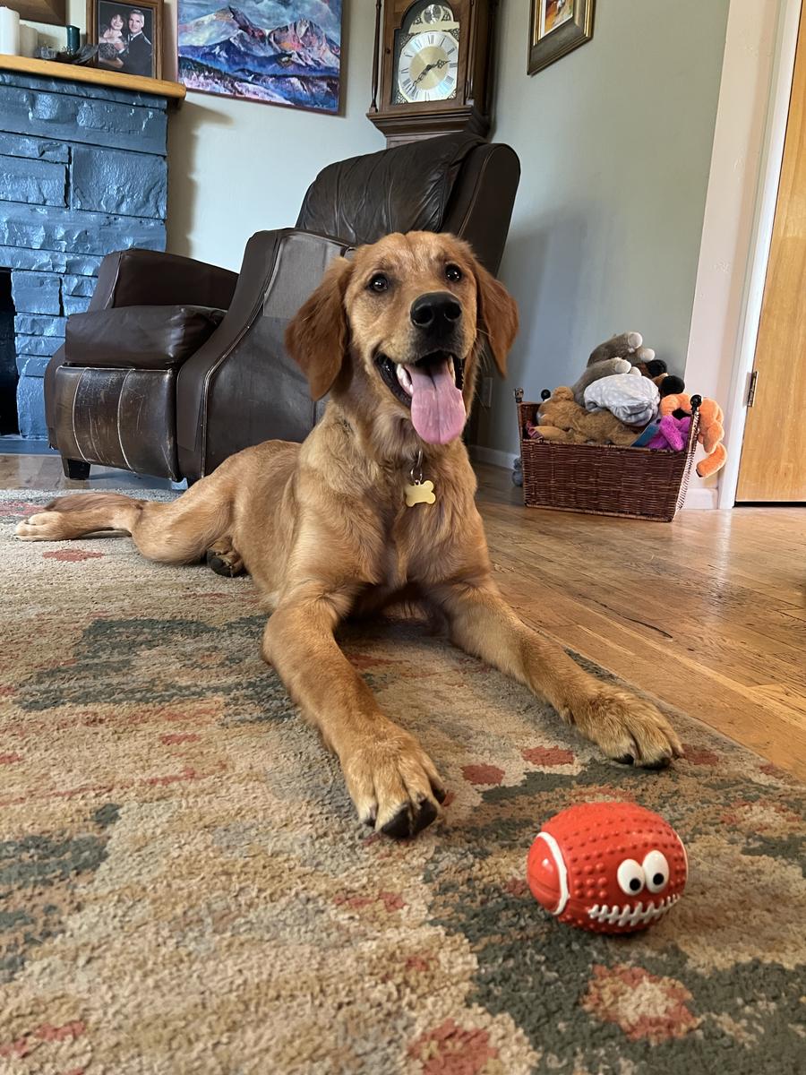 Iris, a rescue dog through IDGRR