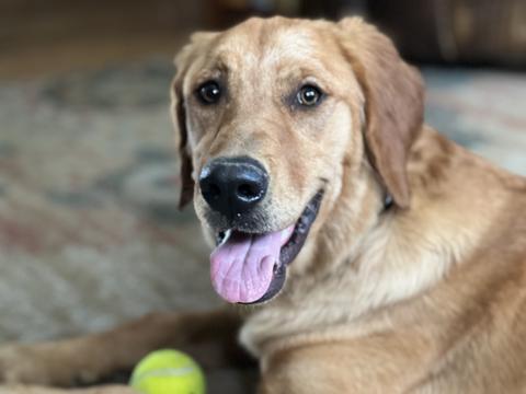 Iris, a rescue dog through IDGRR