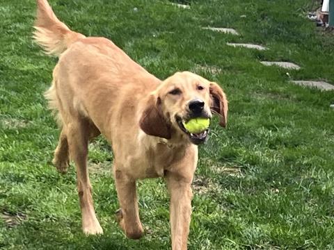 Iris, a rescue dog through IDGRR
