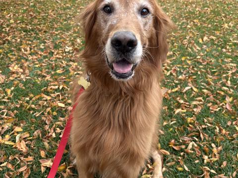 Maui, a rescue dog through IDGRR